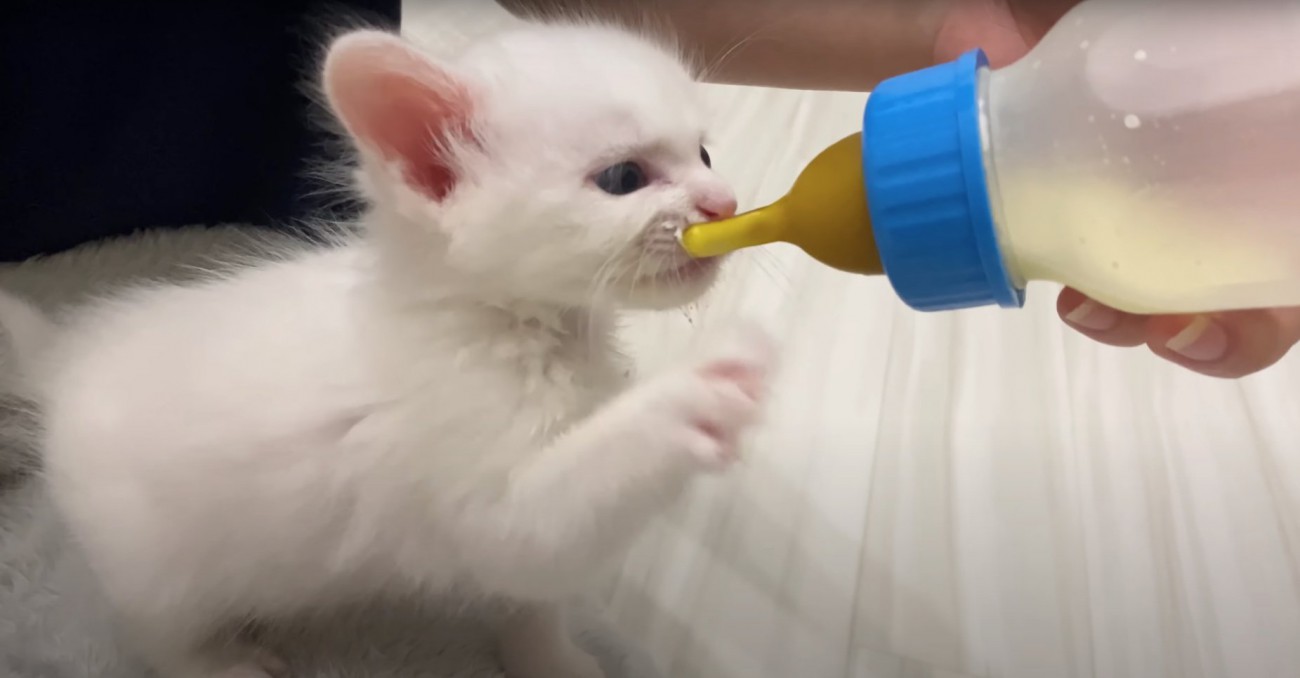 哺乳瓶に猫パンチしようとしている子猫