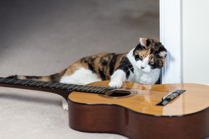 ギターを触る猫
