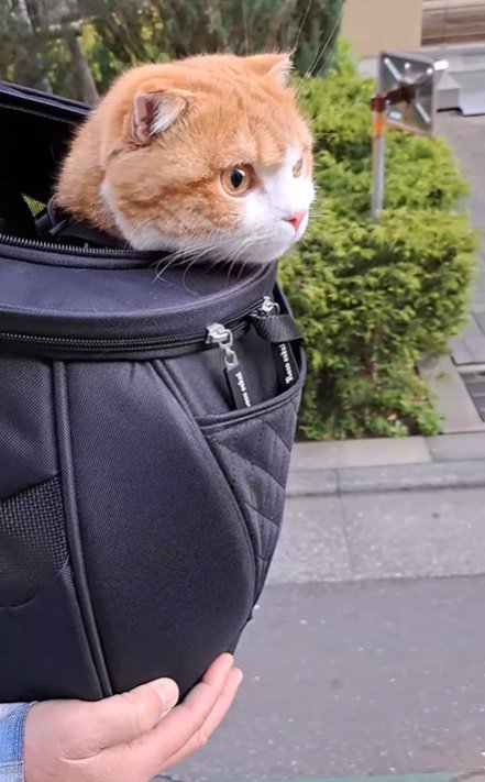 猫の横顔