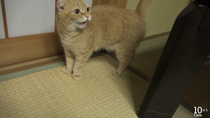 茶トラ柄の猫ちゃん