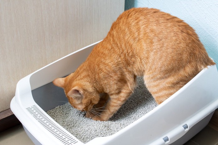 トイレで猫砂を掘る猫