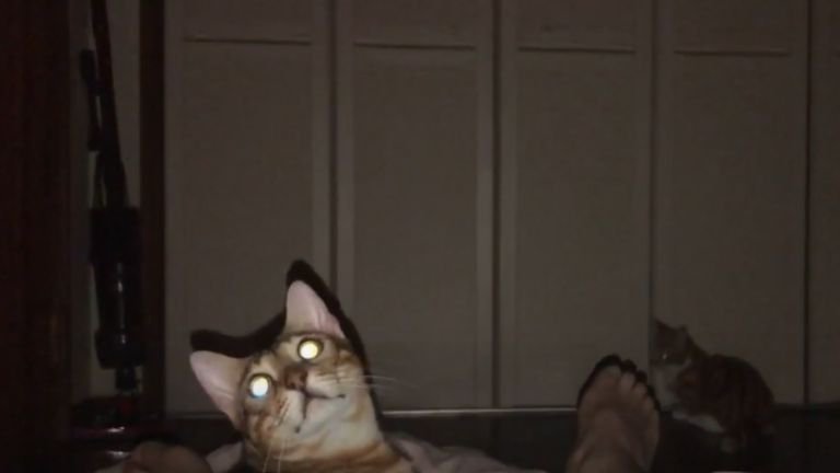 暗い部屋で目が光っている猫たち