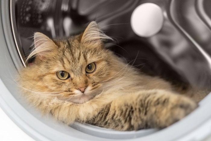 洗濯機と猫