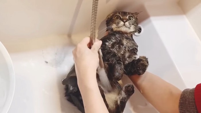 お腹にシャワーを当てられる猫