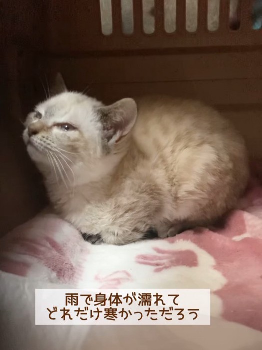 上を見る子猫