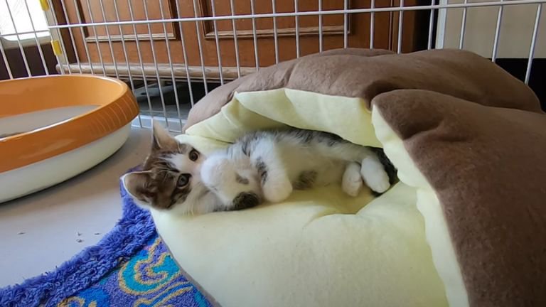 ペットベッドで横になる子猫