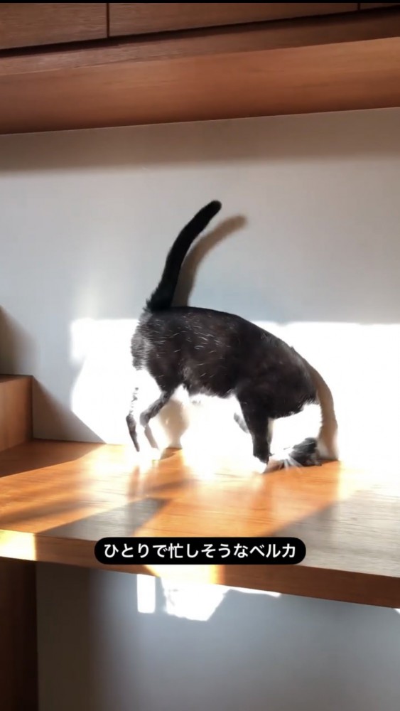 頭を下げる黒猫