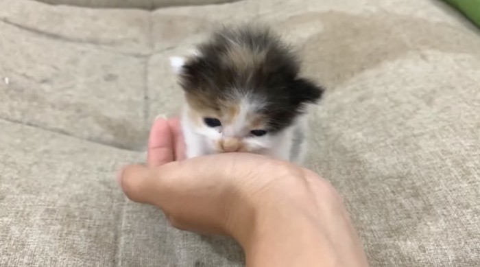 手に甘える子猫