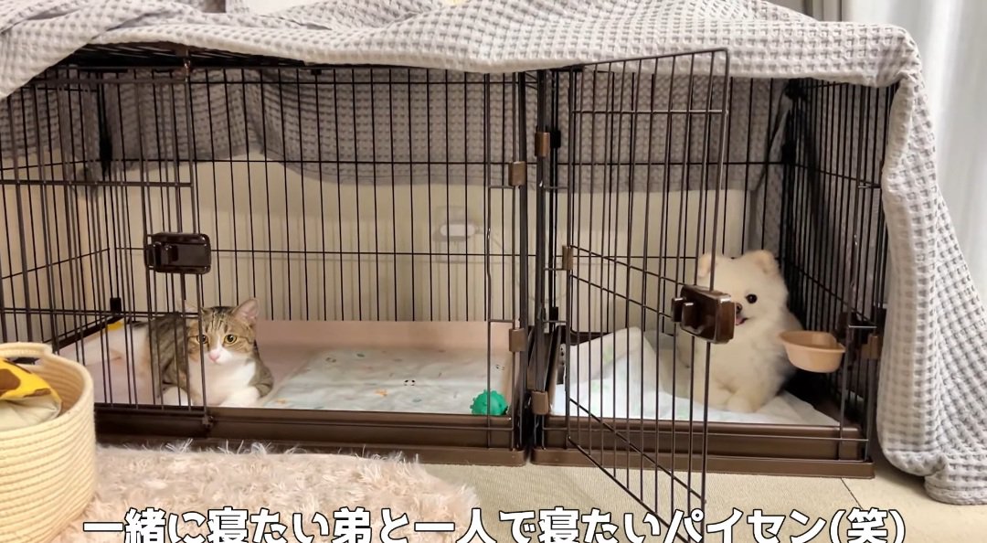 ケージの中の猫と犬