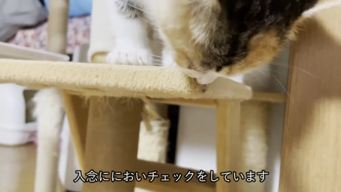 匂いを嗅ぐ子猫