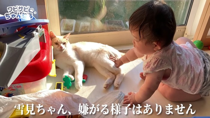 赤ちゃんになでられる猫