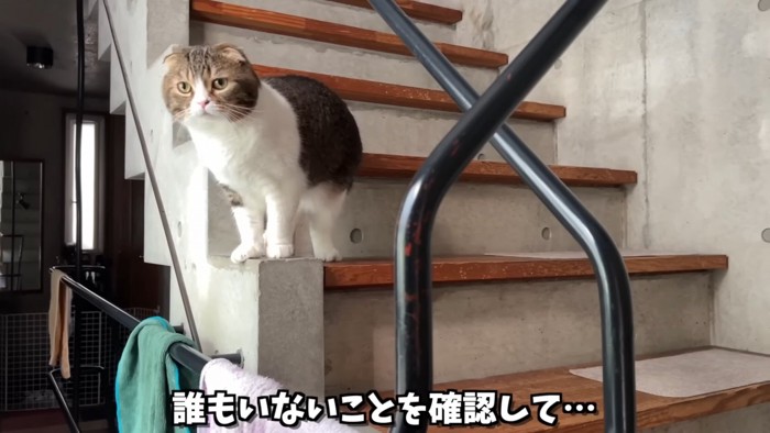 階段に立つ猫