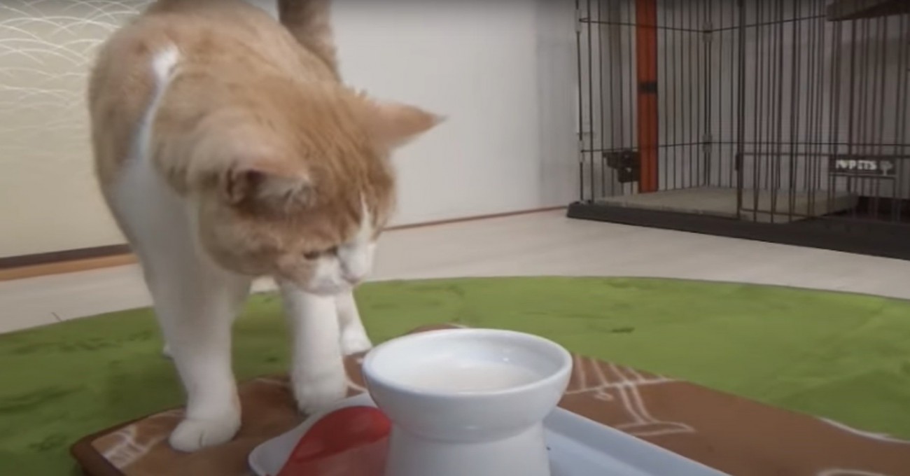 ミルクが入ったお皿を眺める猫