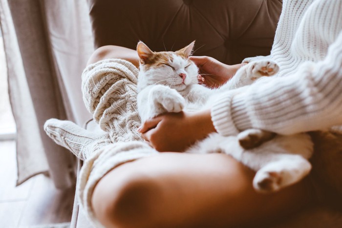 .飼い主さんの膝の上で幸せそうに眠る猫