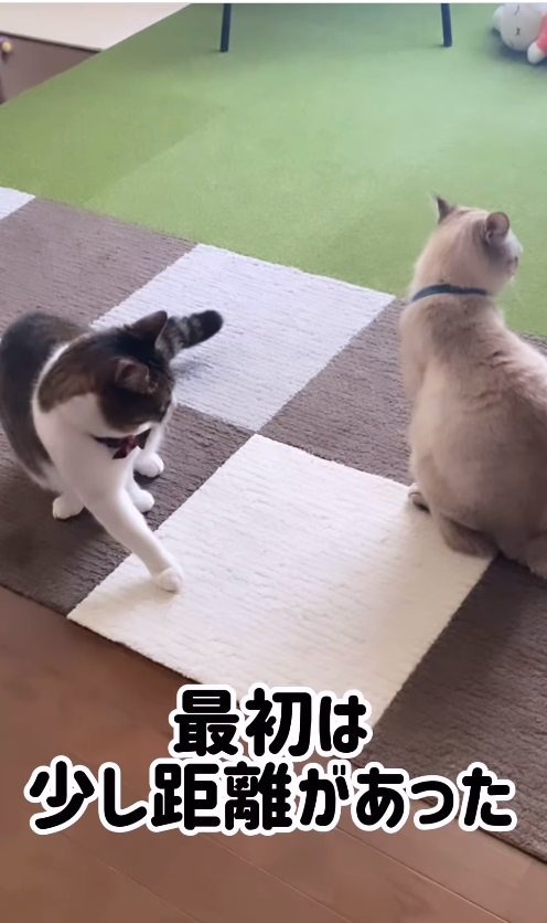 2匹の猫