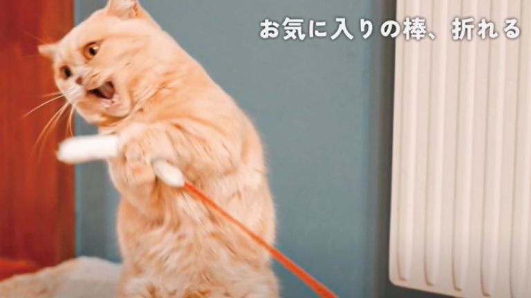 遊んでいる猫