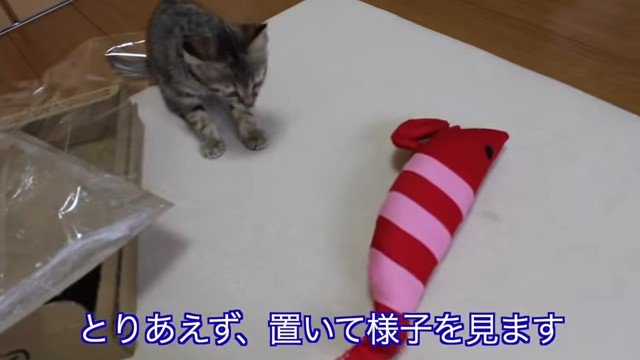 子猫とけりぐるみ