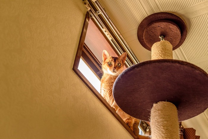 窓からキャットタワーを見つめる猫