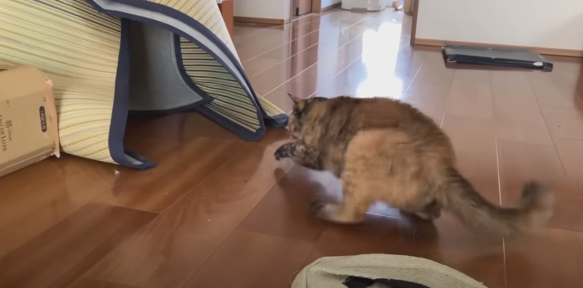 ゴザを狙う猫