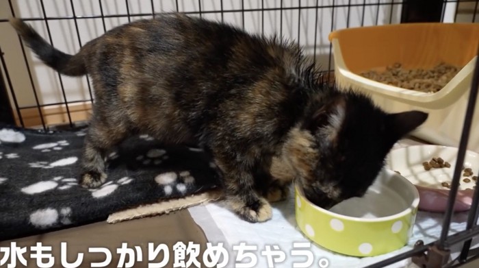 水を飲む子猫