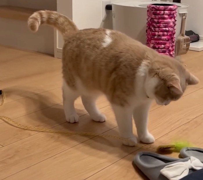 床におもちゃを置く猫