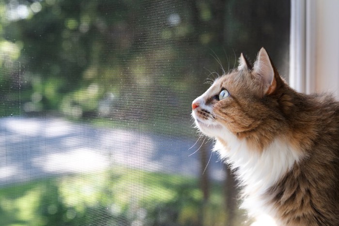 窓の外を見ているだけの猫