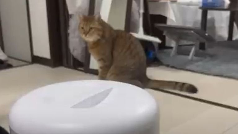 自動給餌器を見つめる猫