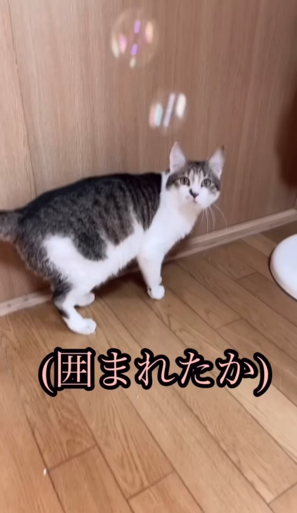 シャボン玉を見上げる猫