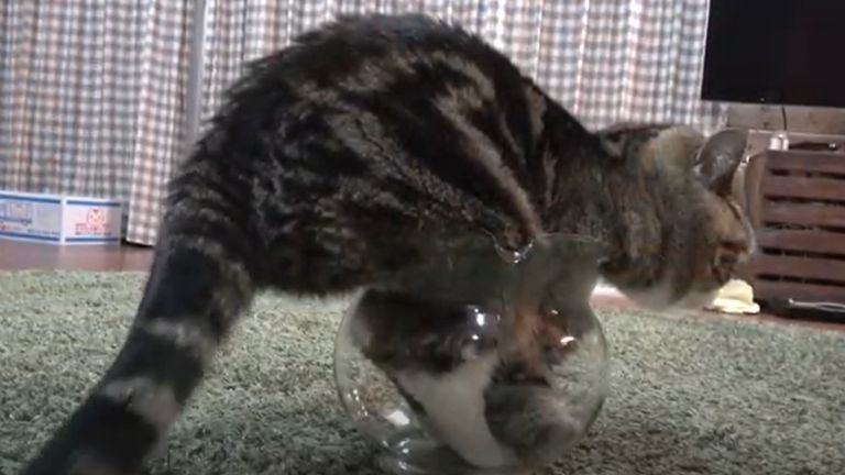 足を金魚鉢に入れている猫