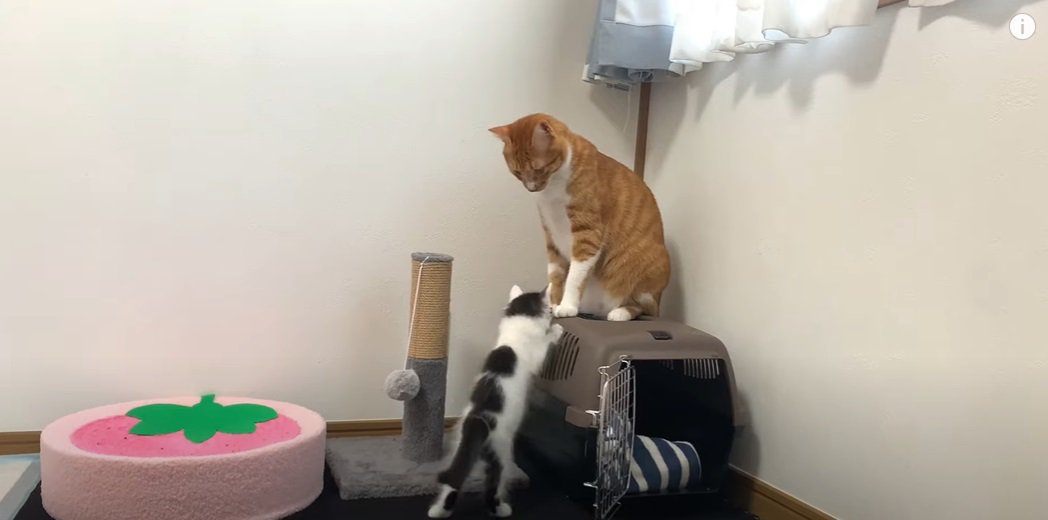 ケージの上の成猫とその下の子猫