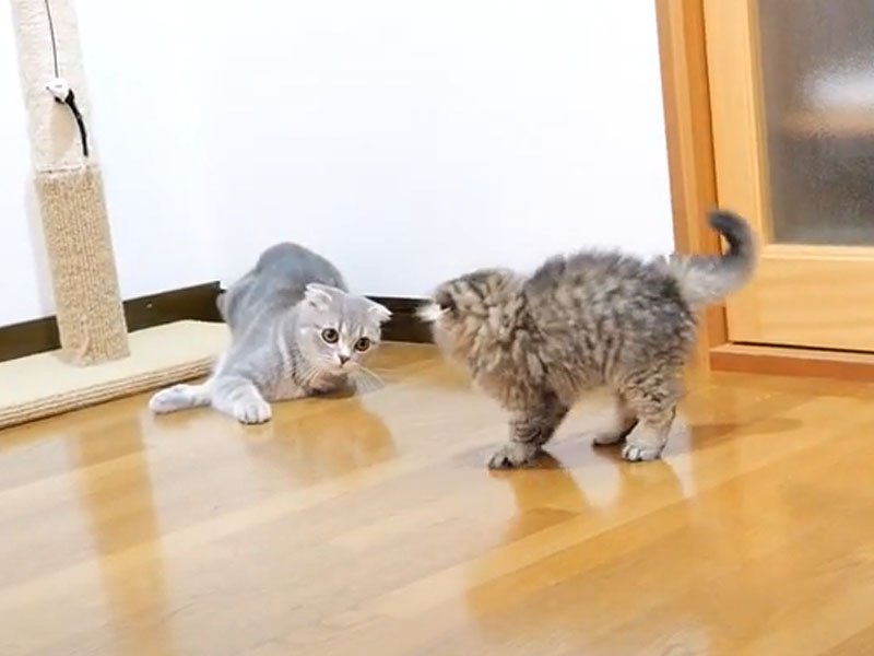 大人猫と子猫