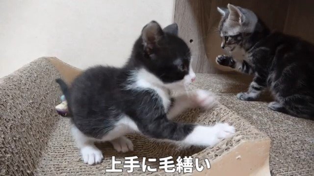 毛繕いをする子猫と爪とぎをする子猫