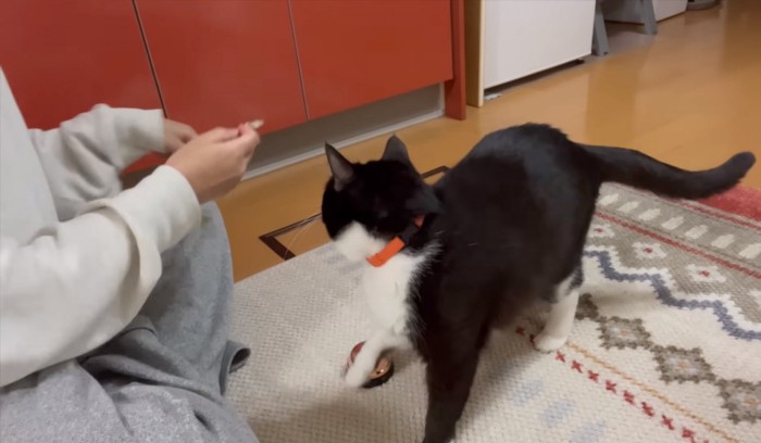 右手がベルに当たってしまった猫