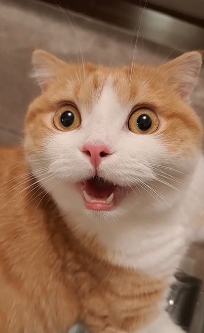 驚いた表情の猫2