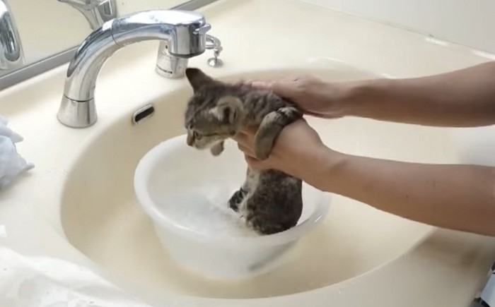 洗面器の中、左向きでお湯をかけられている子猫