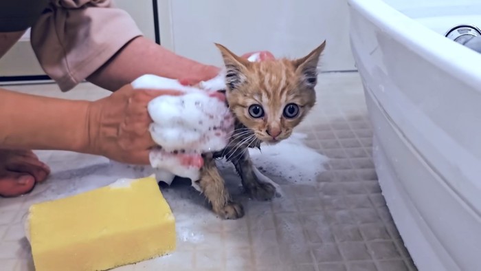 洗われる子猫