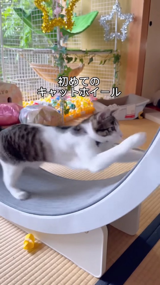 キャットホイールに乗る猫