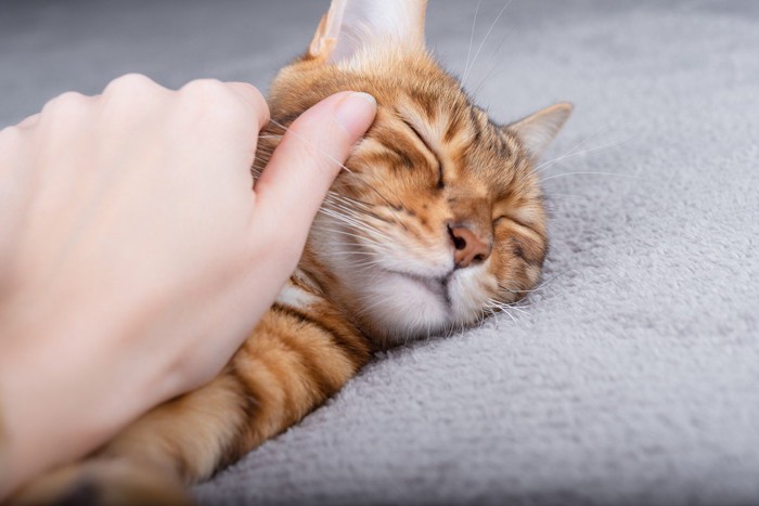 寝ている猫を触る手