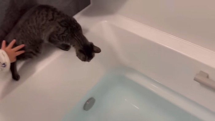 お風呂のお湯を見下ろす猫