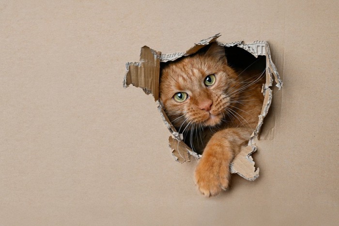 箱に穴を開ける猫