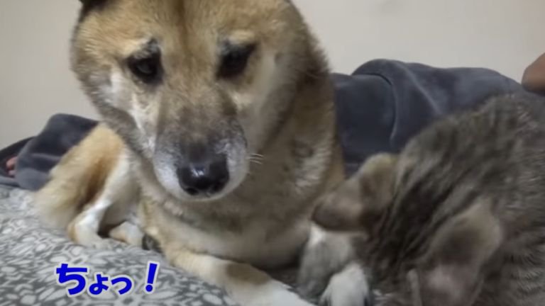 子猫と柴犬