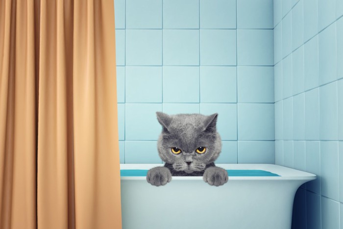 風呂場の猫