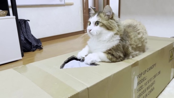 箱の上の長毛猫