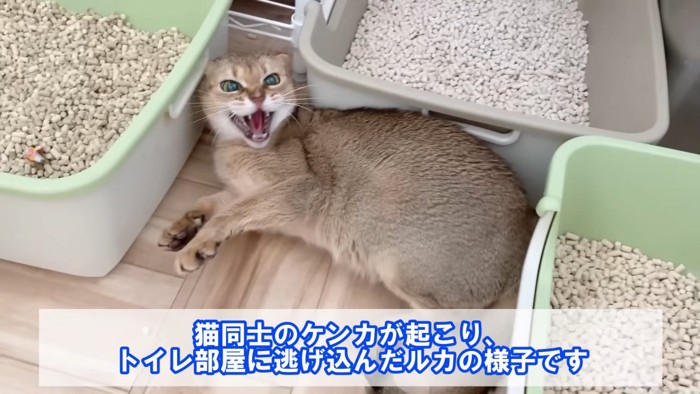 横になって怒る猫