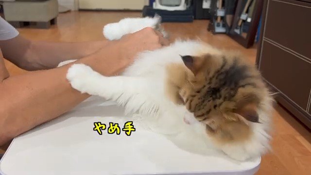 テーブルの上で毛をカットされる猫