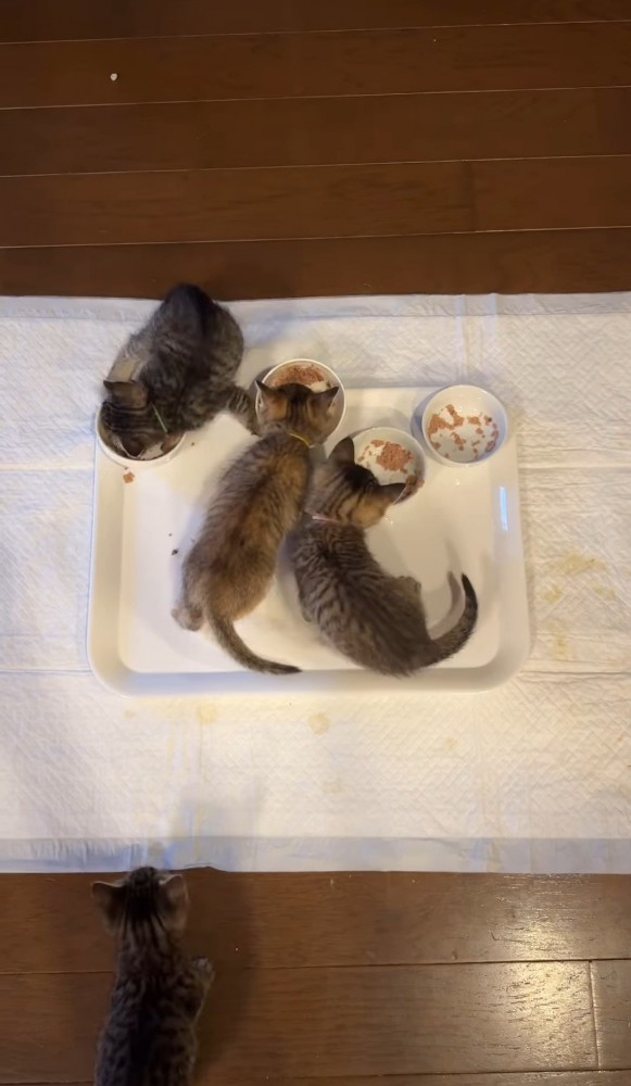 ごはんを食べる3匹の子猫たち