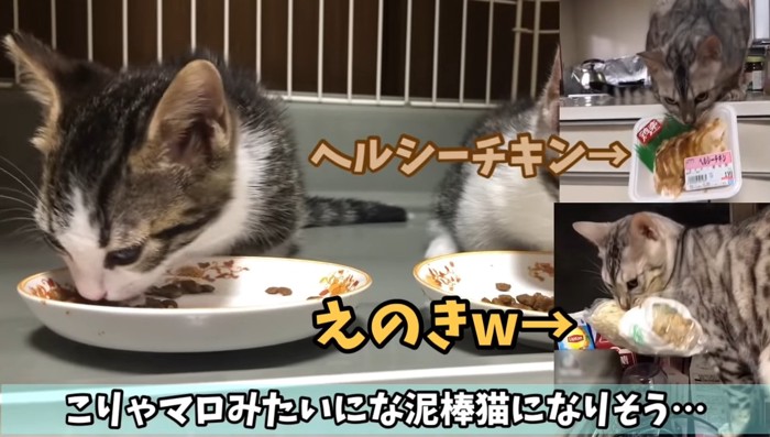 ヘルシーチキンの文字と子猫2匹