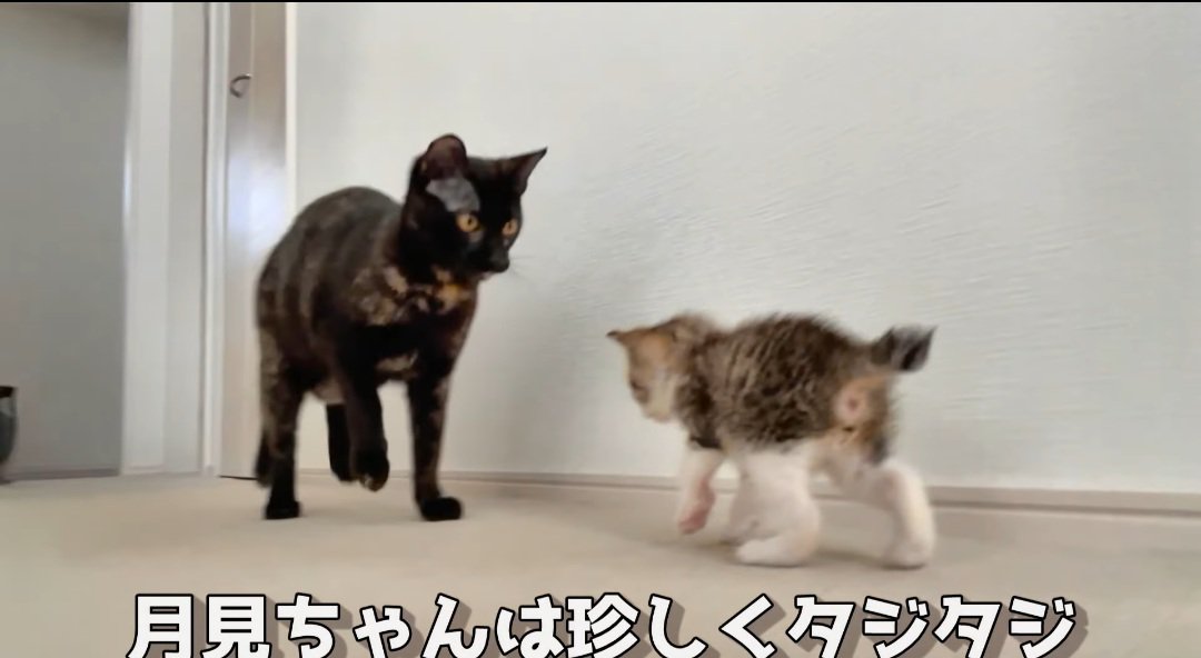 歩いている猫