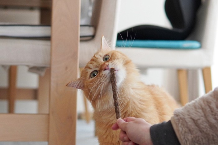 またたびに夢中な猫