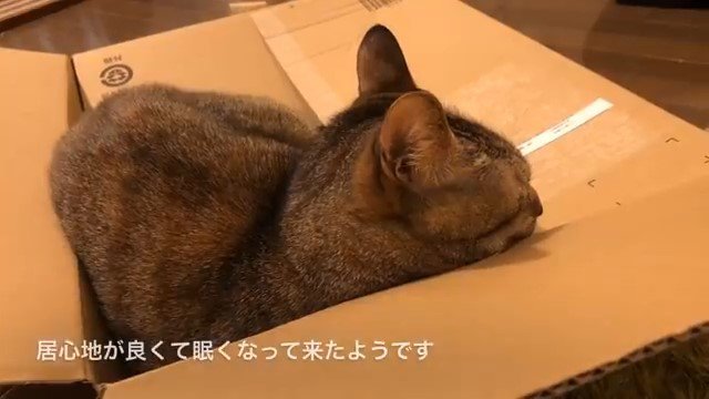 箱の中で眠そうな猫